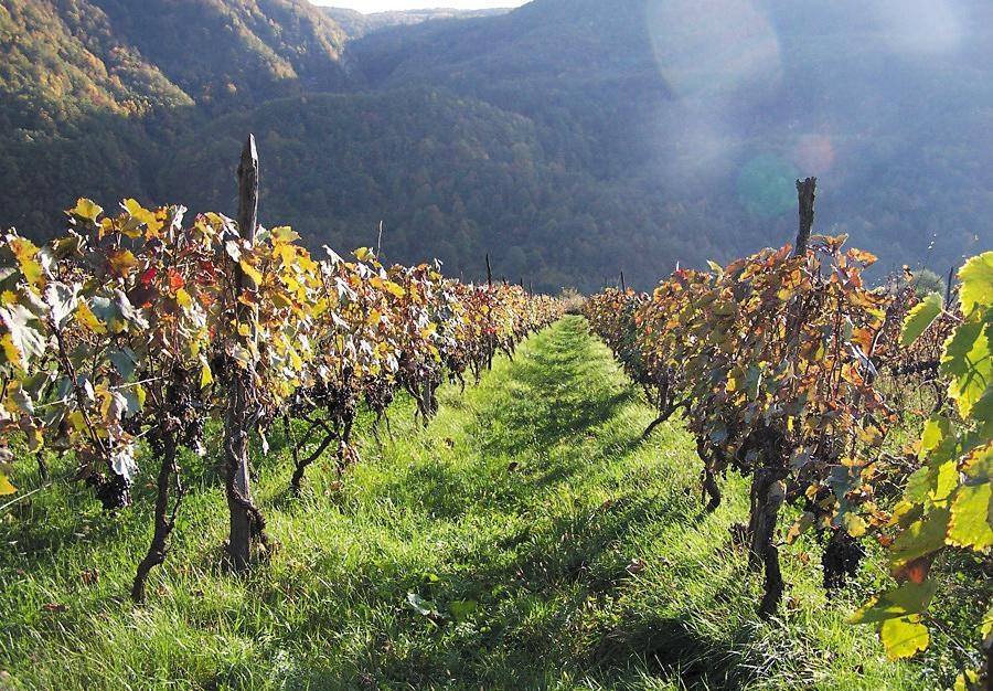 Khvantchkara – Extraordinary Georgian wine produced since 1870s in Racha geotv.ge